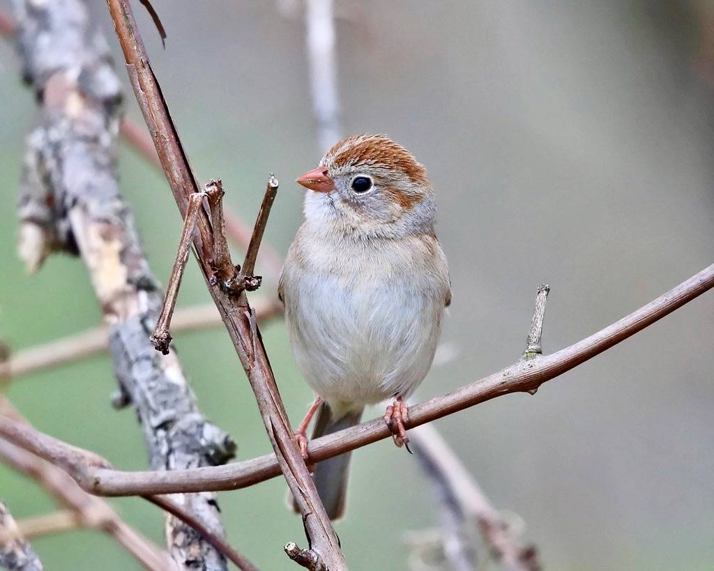 Field Sparrow - Spizella pusilla by tcmurray74 is licensed under CC BY-NC 2.0.